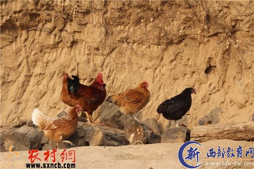 交口河镇优秀共产党员张志龙带领贫困村民养鸡