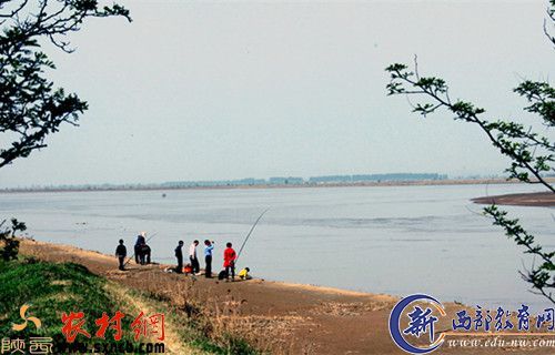 黄河边钓“黄河鲤鱼”也是一景