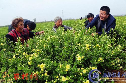 王辉（右一）和村民一起摘茶菊。